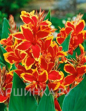 Канна Люцифер