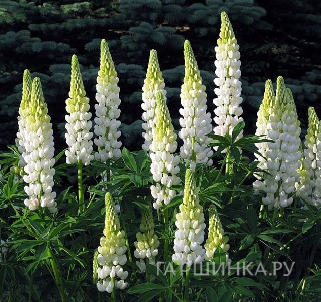 Люпин Ноблмейден