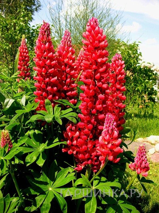 Люпин Red