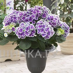 Гортензия Камилла крупнолистная (макрофила)