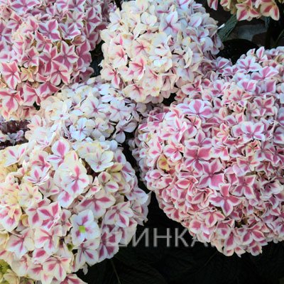 Гортензия Пеперминт крупнолистная (макрофила)