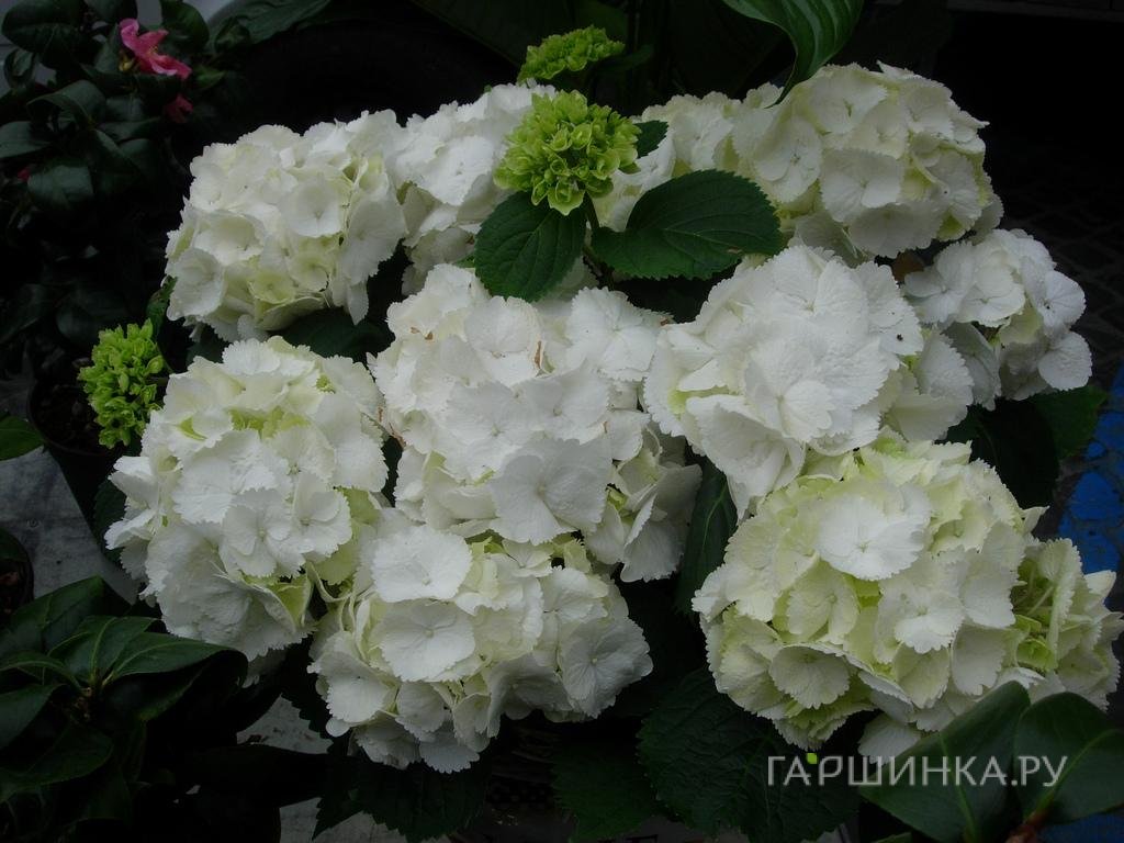 Гортензия крупнолистная Snowball