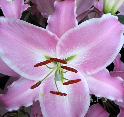 Лилия Мэйбел восточная/2шт