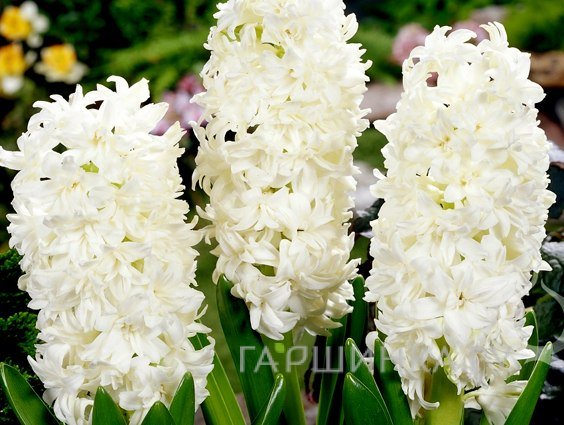 Гиацинт Мадам Софи 2 шт