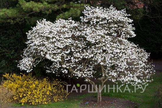 Магнолия кобус