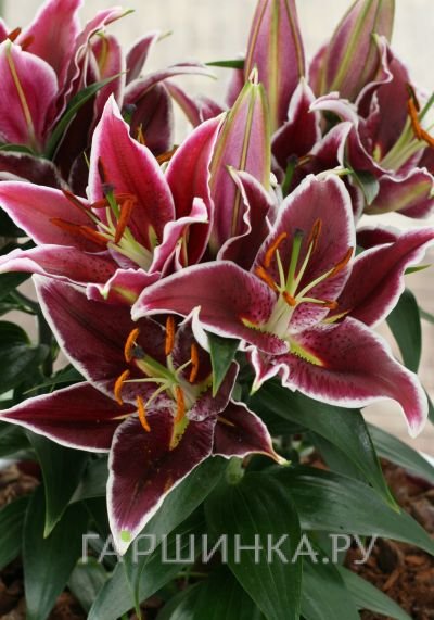 Лилия Магни Корс восточная низкорослая/2шт