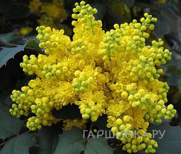 Магония падуболистная