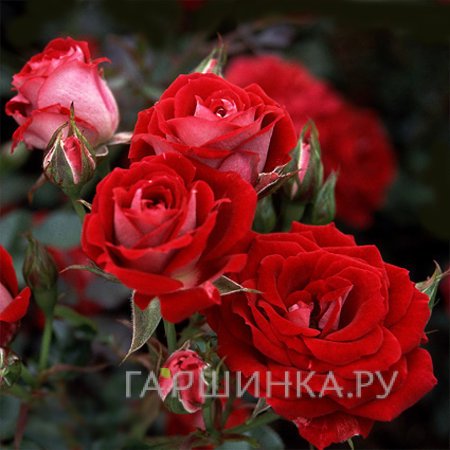 Роза Мейди миниатюрная, Топалович (лиц)