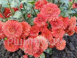 Хризантема Майола