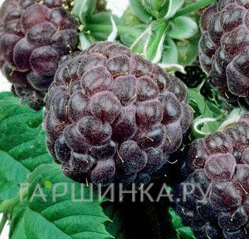 Малина Глен Кое