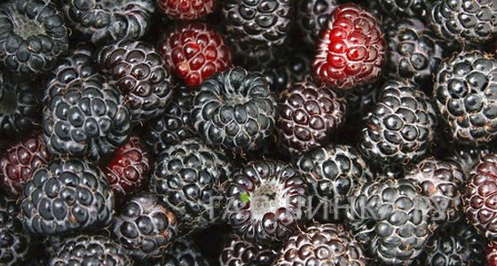 Малина Блэк Джевел черная