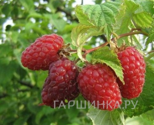 Малина Пересвет красная