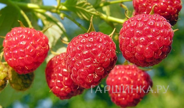 Малина Оутумн Блисс ремонтантная