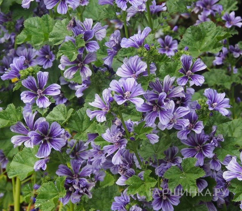 Мальва лесная Блю Фонтейн