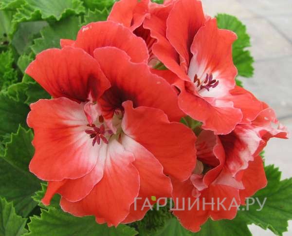 Пеларгония королевская Мандарин
