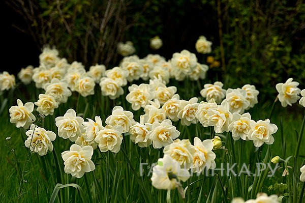 Нарцисс Мэнли махровый 5шт