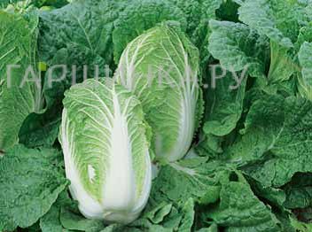 Капуста Маноко F1 пекинская