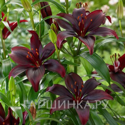 Лилия Мапира азиатская /2шт