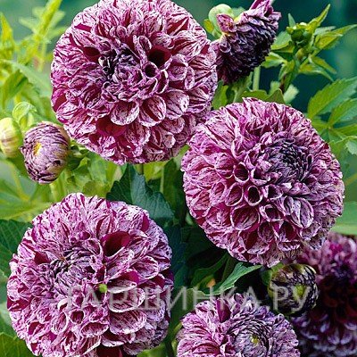 Георгина Марбл Болл помпонная