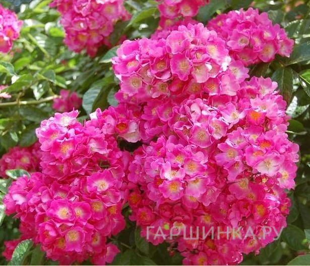 Роза Мария Лиза мускусная, Ленс (лиц)