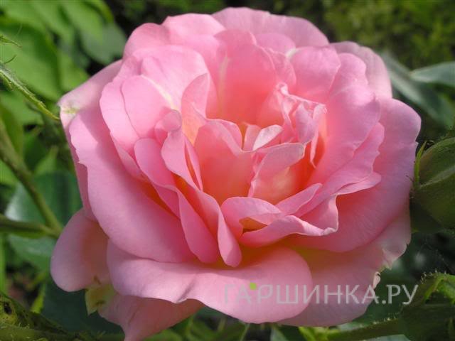 Роза Мари Викторин канадская парковая (лиц)