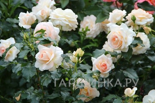 Роза Мария Антуанетта флорибунда, Тантау (лиц)