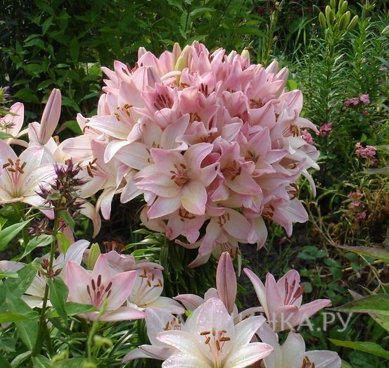 Лилия Марлен азиатская 2 шт розовая