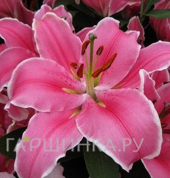 Лилия Марлон восточная /2шт