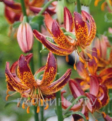 Лилия Маруун Кинг кудреватая/ 2шт