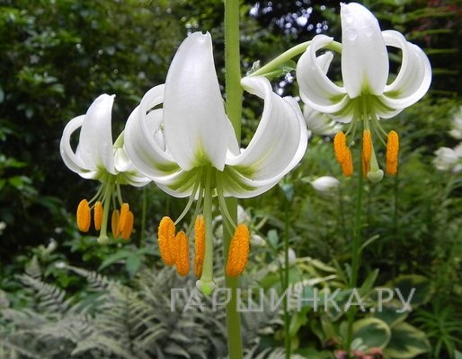 Лилия Мартагон Альбум кудреватая/ 2шт