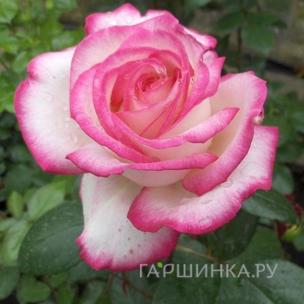 Роза Максим чайно-гибридная Imperial Rose