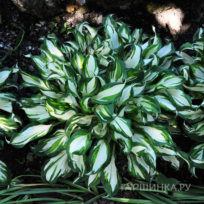 Хоста Медиовариегата волнистая (М)