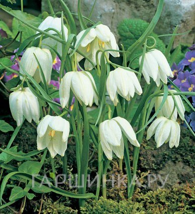 Рябчик шахматный Мелеагрис Альба