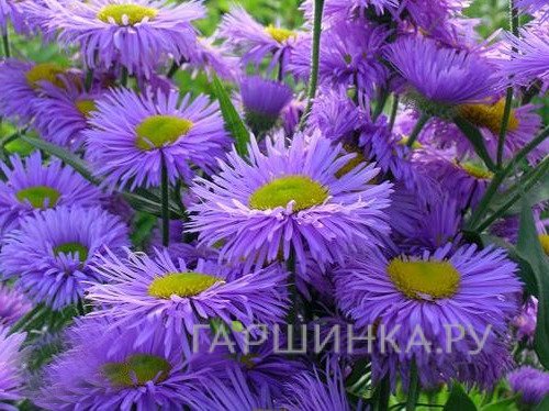 Мелколепестник голубой