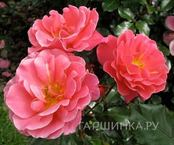 Роза Мелюзина флорибунда, Тантау (лиц)