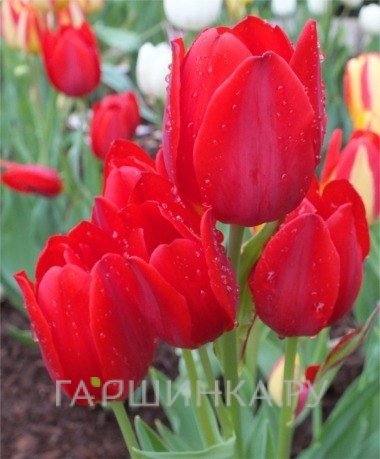 Тюльпан Мерри Гоу Раунд многоцветковый 5шт.