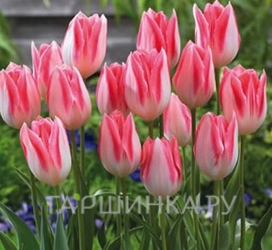 Тюльпан Микки Чик Триумф 5 шт