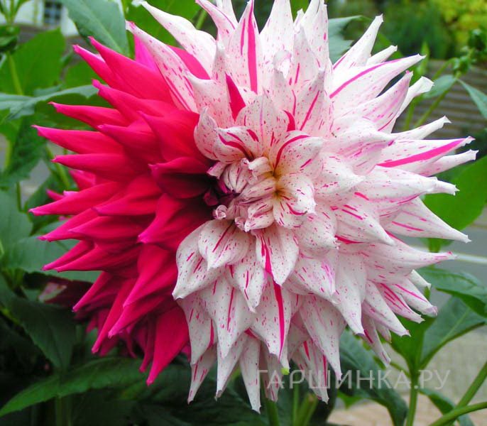 Георгина Микс Пепперминт кактусовидная