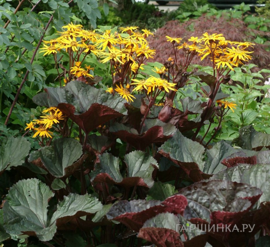 Бузульник зубчатый Миднайт Леди