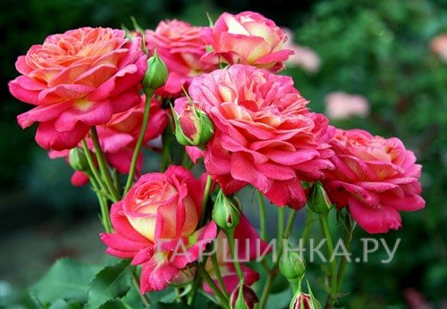 Роза Даск флорибунда, Imperial Rose