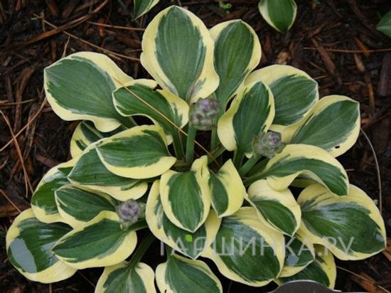 Хоста Майти Маус (S)