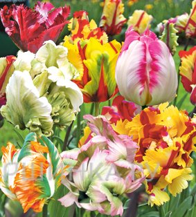 Тюльпаны попугайные МИКС 5шт