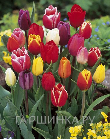Тюльпан Триумф МИКС 10шт/уп