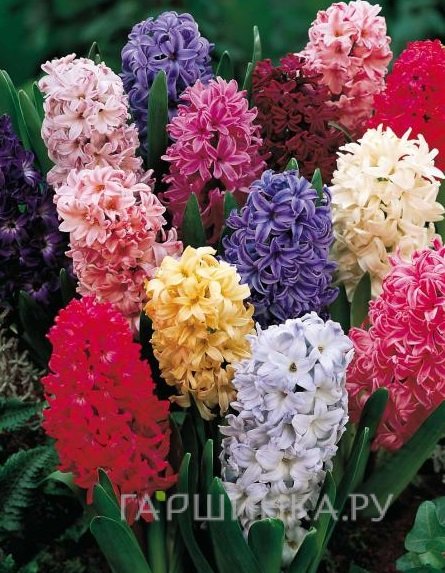 Гиацинт Микс 3 шт