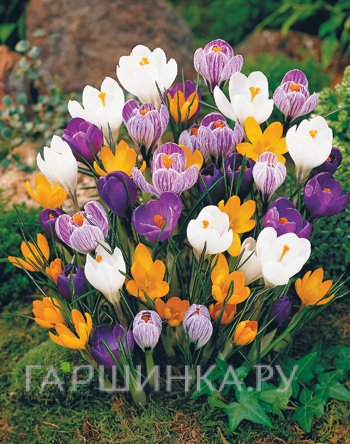 Крокус крупноцветковый Микс 10 шт