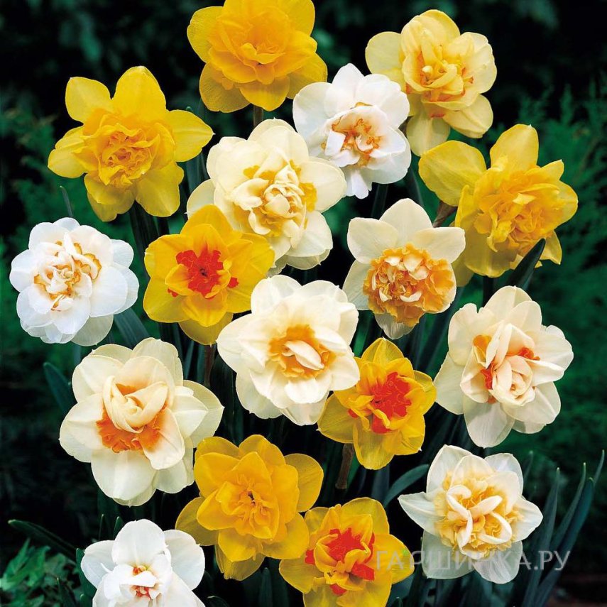 Нарциссы махровые микс 5шт.
