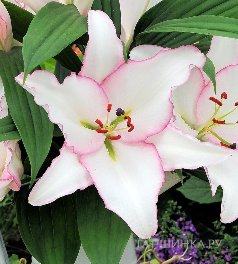 Лилия Миллесимо восточная /2 шт