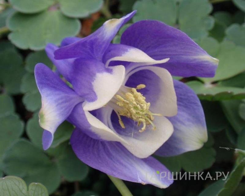 Аквилегия вееровидная Министар