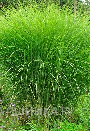 Мискантус Грацилимус
