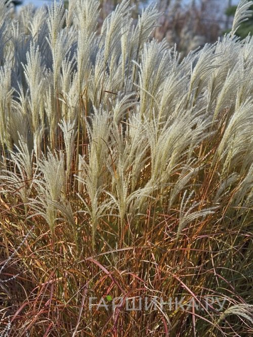 Мискантус Пурпурасценс